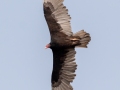 Turkey Vulture - Barkley WMA, Dover,  Stewart County, September 18, 2020