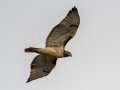 Red-tailed Hawk - Cross Creeks NWR--Woodpecker Interpretive Trail, Stewart County, November 11, 2020