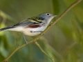Chestnut-sided Warbler - Lake Barkley WMA, Dover,  Stewart County, October 1, 2020