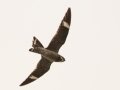 Common Nighthawk -Clarksville,  near intersection of Dunbar and Barnhill Roads, Montgomery County, September 13, 2020