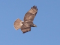 Red-tailed Hawk (borealis) - Tennessee NWR--Duck River Unit, Humphreys County, November 16, 2020