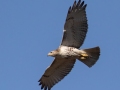 Red-tailed Hawk (borealis) - Tennessee NWR--Duck River Unit, Humphreys County, November 16, 2020