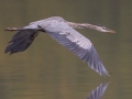 Great Blue Heron - Cross Creeks National Wildlife Area - Visitor Center, Dover,  Stewart County,  September 25, 2020