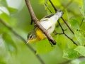 Northern Parula - Cross Creeks National Wildlife Area - Visitor Center, Dover,  Stewart County,  September 25, 2020