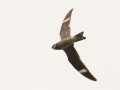 Common Nighthawk -Clarksville,  near intersection of Dunbar and Barnhill Roads, Montgomery County, September 13, 2020
