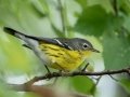 Magnolia Warbler - Cross Creeks National Wildlife Area - Visitor Center, Dover,  Stewart County,  September 25, 2020