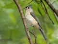 Tufted Titmouse - Cross Creeks National Wildlife Area - Visitor Center, Dover,  Stewart County,  September 25
