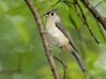 Tufted Titmouse - Cross Creeks National Wildlife Area - Visitor Center, Dover,  Stewart County,  September 25