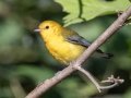 Prothonotary Warbler - Lake Barkley State Park,  Stewart County,  September 19, 2020
