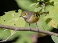 White-eyed Vireo - Lake Barkley State Park,  Stewart County,  September 19, 2020