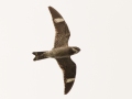 Common Nighthawk -Clarksville,  near intersection of Dunbar and Barnhill Roads, Montgomery County, September 13, 2020
