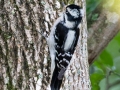 Downy Woodpecker (female) - Cross Creeks National Wildlife Area - Visitor Center, Dover,  Stewart County,  September 25, 2020