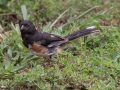 Eastern Towhee (male) - Montgomery County Yard Bird, Aug 26, 2020