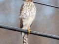 Cooper's Hawk - 12350 SR-147,  Stewart US-TN, Houston County, December 29, 2020