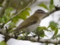 Red-eyed Vireo - Cross Creeks National Wildlife Area - Visitor Center, Dover,  Stewart County,  September 25