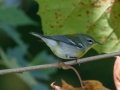 Northern Parula - Lake Barkley State Park,  Stewart County,  September 19, 2020