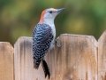 Red-bellied Woodpecker - Yard Birds, Clarksville, Montgomery County, October 28, 2020