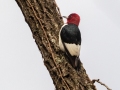Red-headed Woodpecker (male) - Cross Creeks NWR--Woodpecker Interpretive Trail, Stewart County, November 11, 2020