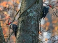 Pileated Woodpeckers - Yard Birds, Clarksville, Montgomery County, November 23, 2020