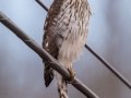 Cooper's Hawk - 12350 SR-147,  Stewart US-TN, Houston County, December 29, 2020