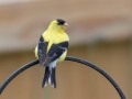 American Goldfinch  (male) - Montgomery County Yard Bird, Aug 26, 2020