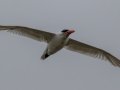 Caspian Tern - Cross Creeks National Wildlife Area - Visitor Center, Dover,  Stewart County,  September 25, 2020