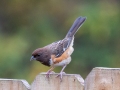 Eastern Towhee (female, immature) - Yard Birds, Clarksville, Montgomery County, October 28, 2020