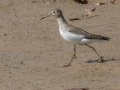 Solitary Sandpiper - Lake Barkley WMA, Dover,  Stewart County, October 2, 2020
