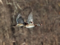 Wood Ducks - Cross Creeks NWR--Woodpecker Interpretive Trail, Stewart County, November 11, 2020