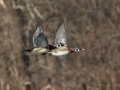 Wood Ducks - Cross Creeks NWR--Woodpecker Interpretive Trail, Stewart County, November 11, 2020