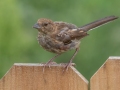 Eastern Towhee (juvenile) - Montgomery County Yard Bird, Aug 26, 2020
