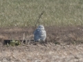 Snowy Owl - a life bird for me, 4314 Old Calhoun Rd, Owensboro, Daviess County, Kentucky, December 10, 2020