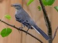 Northern Mockingbird - Montgomery County Yard Bird, Aug 26, 2020