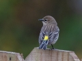 Yellow-rumped Warbler - (Myrtle) - Yard Birds, Clarksville, Montgomery County, October 28, 2020