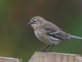 Yellow-rumped Warbler - (Myrtle) - Yard Birds, Clarksville, Montgomery County, October 28, 2020