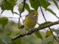 White-eyed Vireo - Cross Creeks National Wildlife Area - Visitor Center, Dover,  Stewart County,  September 25