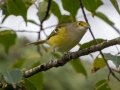 White-eyed Vireo - Cross Creeks National Wildlife Area - Visitor Center, Dover,  Stewart County,  September 25