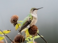 Ruby-throated Hummingbird - Cross Creeks National Wildlife Area - Visitor Center, Dover,  Stewart County,  September 25