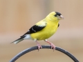 American Goldfinch  (male) - Montgomery County Yard Bird, Aug 26, 2020