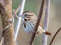 Song Sparrow - 37032, Cedar Hill (Carter Trails), Robertson County, November 23, 2020