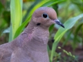 Mourning Dove - Yard Birds, Clarksville, Montgomery County, October 28, 2020