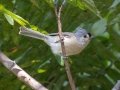 Tufted Titmouse - Lake Barkley State Park,  Stewart County,  September 19, 2020