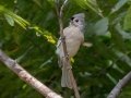 Tufted Titmouse - Lake Barkley State Park,  Stewart County,  September 19, 2020