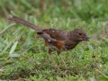 Eastern Towhee (female) - Montgomery County Yard Bird, Aug 26, 2020