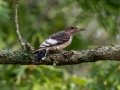 Red-headed Woodpecker (Juvenile) - Paris Landing State Park, Henry County,  September 14, 2020