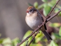 Field Sparrow - 37032, Cedar Hill (Carter Trails), Robertson County, November 23, 2020