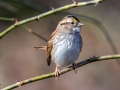 White-throated Sparrow - 37032, Cedar Hill (Carter Trails), Robertson County, November 23, 2020