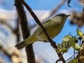 Orange-crowned Warbler (rare on this date) - Bicentennial Trail (Mark's Trailhead, Ashland City), Cheatham County, November 17, 2020
