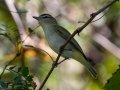 Red-eyed Vireo - Lake Barkley State Park,  Stewart County,  September 19, 2020