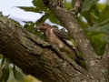 Red-headed Woodpecker (Juvenile) - Paris Landing State Park , Henry County,  September 14, 2020